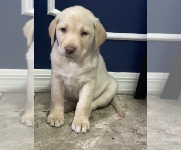 Medium Photo #1 Labrador Retriever Puppy For Sale in SAN ANTONIO, FL, USA