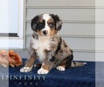 Small #2 Bernedoodle (Miniature)