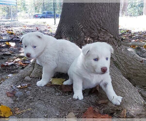 Medium Photo #8 Siberian Husky Puppy For Sale in DINWIDDIE, VA, USA