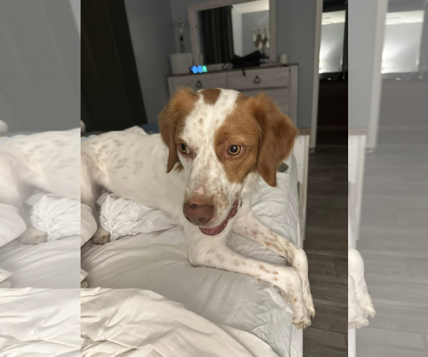 Medium Photo #12 Brittany Puppy For Sale in Curwensville, PA, USA