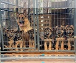Small Photo #8 German Shepherd Dog Puppy For Sale in SACRAMENTO, CA, USA