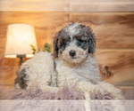 Small Photo #3 Poodle (Miniature) Puppy For Sale in FARWELL, MI, USA