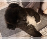 Litter of 3 - Female AkitaLitter of Puppies for Sale - Photo #5