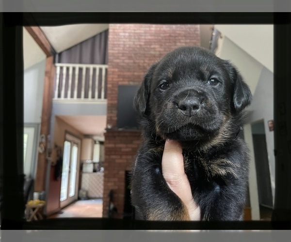 Medium Photo #1 Labrottie Puppy For Sale in SHARON, NH, USA