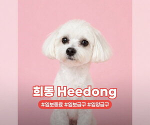 Maltese Dogs for adoption in Agoura Hills, CA, USA