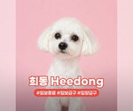 Small Maltese