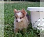 Small Photo #14 Pomeranian Puppy For Sale in DINWIDDIE, VA, USA