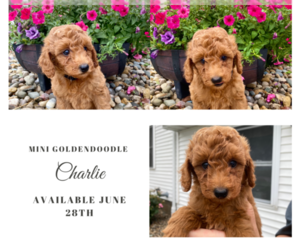 Goldendoodle (Miniature) Puppy for sale in ARCOLA, IL, USA