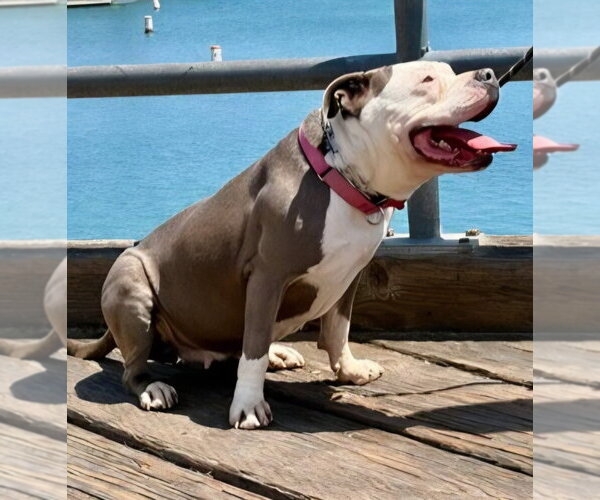 Medium Photo #24 American Staffordshire Terrier-Unknown Mix Puppy For Sale in Lake Forest, CA, USA