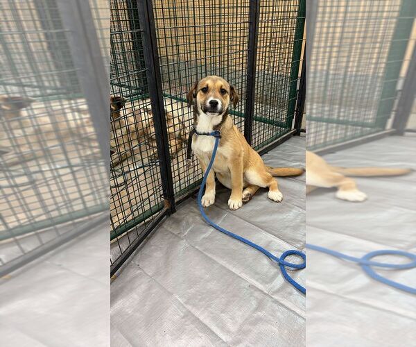 Medium Photo #1 Labrador Retriever-Unknown Mix Puppy For Sale in Calgary, Alberta, Canada