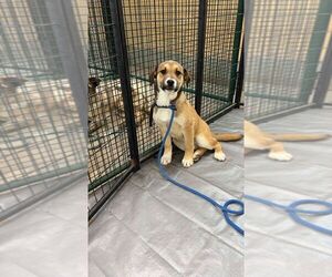 Labrador Retriever-Unknown Mix Dogs for adoption in Calgary, Alberta, Canada