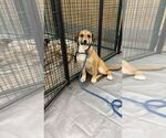 Small Labrador Retriever Mix