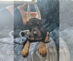 Small Doberman Pinscher