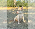 Small #1 German Shepherd Dog Mix