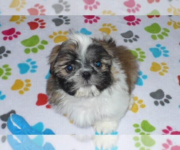 Medium Photo #5 Shih Tzu Puppy For Sale in ORO VALLEY, AZ, USA