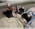 Small Photo #46 Siberian Husky Puppy For Sale in ALTON, IL, USA