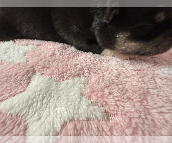 Medium Photo #10 Pomsky-Shiba Inu Mix Puppy For Sale in NASHUA, NH, USA