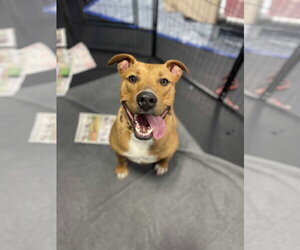 Boxer Dogs for adoption in Southbury, CT, USA