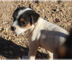 Puppy Cooper Jack Russell Terrier