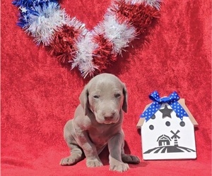 Weimaraner Puppy for Sale in NEWCASTLE, Oklahoma USA