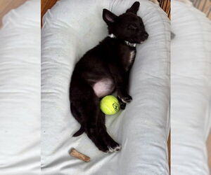 Lydia - Female Shepradors Dog for Adoption - Photo #12