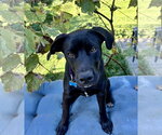 Small #6 Border Collie Mix