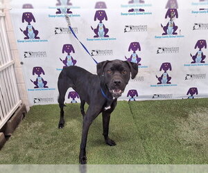 Labrador Retriever-Unknown Mix Dogs for adoption in Orlando, FL, USA
