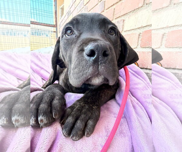 Medium Photo #1 Mutt Puppy For Sale in Goodyear, AZ, USA
