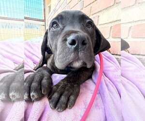 Mutt Dogs for adoption in Goodyear, AZ, USA