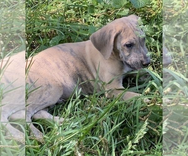 Medium Photo #7 Great Dane Puppy For Sale in CLOVER, SC, USA