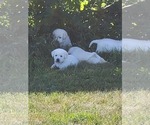 Small Photo #5 Labrador Retriever Puppy For Sale in WASHTA, IA, USA