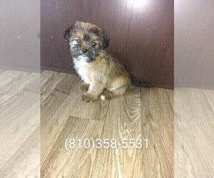 Yorkshire Terrier Puppy for sale in LAPEER, MI, USA