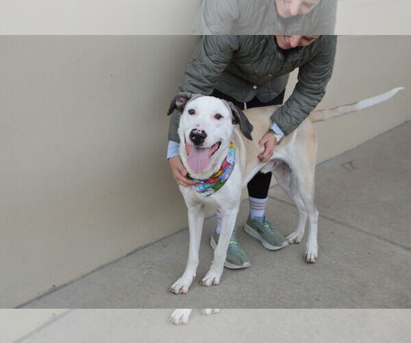 Medium Photo #3 Great Dane-Unknown Mix Puppy For Sale in McKinney, TX, USA