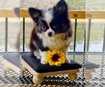 Small Photo #4 Chihuahua Puppy For Sale in AIKEN, SC, USA
