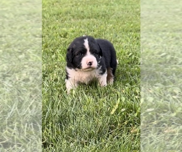 Medium Photo #2 Caucasian Shepherd Dog Puppy For Sale in TWINING, MI, USA