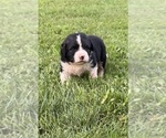 Small #1 Caucasian Shepherd Dog