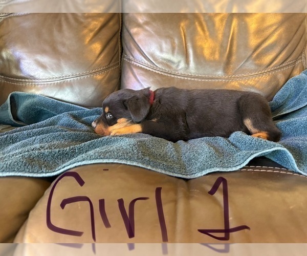 Medium Photo #16 Rottweiler Puppy For Sale in LAFAYETTE, IN, USA