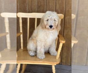 Goldendoodle Puppy for sale in MARYVILLE, MO, USA