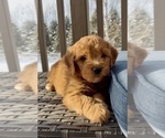 Small Photo #32 Goldendoodle (Miniature) Puppy For Sale in RANDOLPH, WI, USA