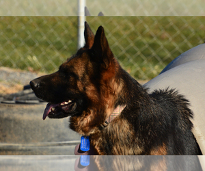 Mother of the German Shepherd Dog puppies born on 03/25/2025