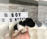 Small Photo #32 Sheepadoodle Puppy For Sale in NIXA, MO, USA