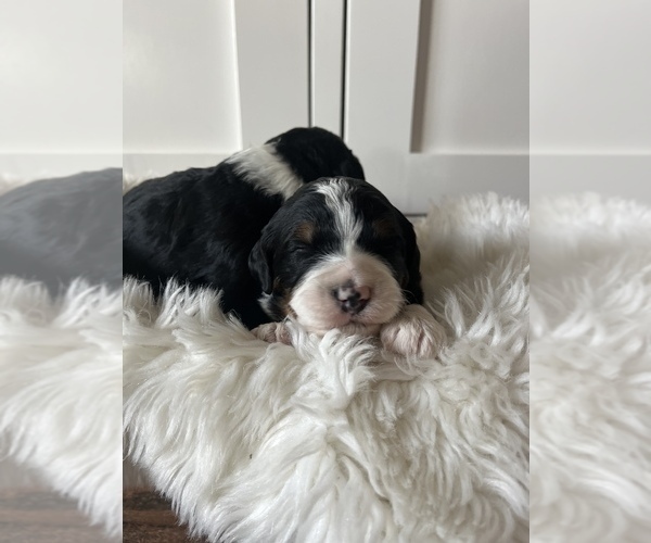 Full screen Photo #8 Bernedoodle (Miniature) Puppy For Sale in MENIFEE, CA, USA
