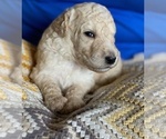 Small Photo #9 Goldendoodle Puppy For Sale in DANIELSVILLE, GA, USA