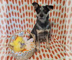 Small #2 Mutt