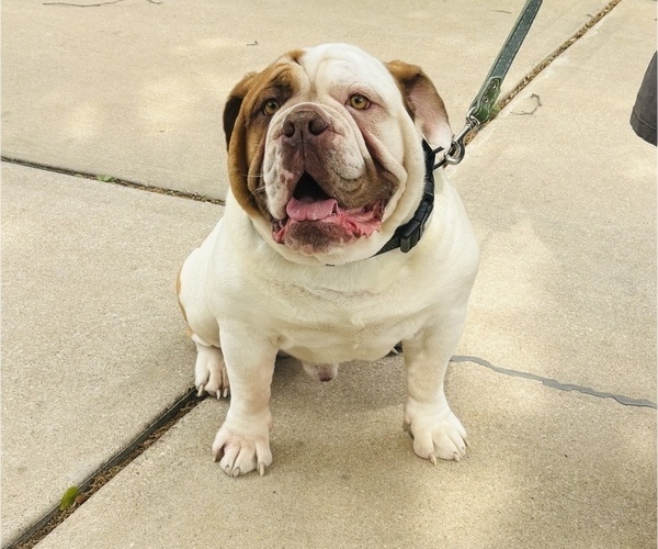 Medium Photo #1 Olde English Bulldogge Puppy For Sale in AUSTIN, TX, USA