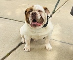 Small Photo #1 Olde English Bulldogge Puppy For Sale in AUSTIN, TX, USA