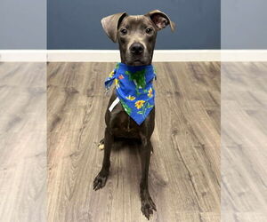 Labrador Retriever-Whippet Mix Dogs for adoption in Lakewood, CO, USA