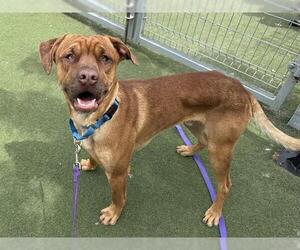 PINOCCHIO - Male Labrador Retriever-Unknown Mix Dog for Adoption - Photo #5