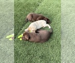 Small Photo #11 Labrador Retriever Puppy For Sale in TAMPA, FL, USA