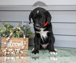 Small Photo #25 Bernedoodle-Labrador Retriever Mix Puppy For Sale in REED CITY, MI, USA